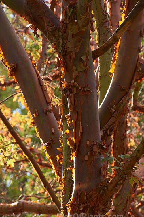 The peeling bark of the Paperbark Maple (<i>Acer griseum</i>) backlit by low autumn sun This a 6-12m tall tree comes from central China. Its foliage does not colour reliably in autumn but usually develops splashes of purple-red. Order: Sapindales, Family: Sapindaceae