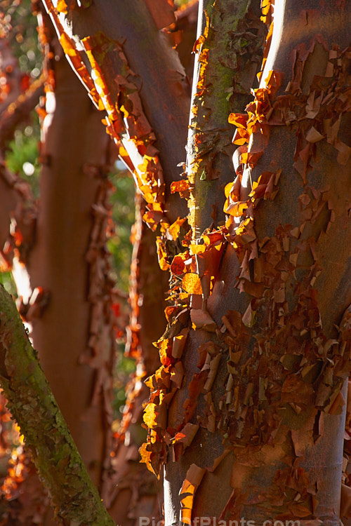 The peeling bark of the Paperbark Maple (<i>Acer griseum</i>) backlit by low autumn sun This a 6-12m tall tree comes from central China. Its foliage does not colour reliably in autumn but usually develops splashes of purple-red. Order: Sapindales, Family: Sapindaceae