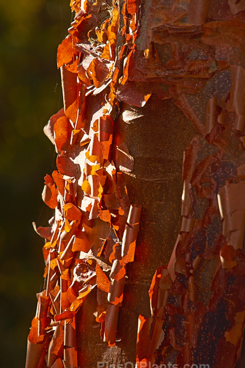 The peeling bark of the Paperbark Maple (<i>Acer griseum</i>) backlit by low autumn sun This a 6-12m tall tree comes from central China. Its foliage does not colour reliably in autumn but usually develops splashes of purple-red. Order: Sapindales, Family: Sapindaceae