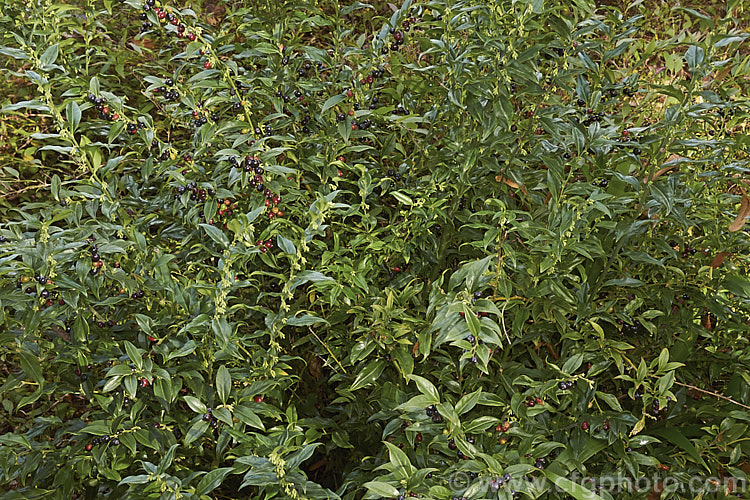 Sarcococca confusa (syn. Sarcococca humilis</i>) in autumn as the fruit matures and the first flowers open. This evergreen, winter-flowering shrub, the wild origins of which are obscure, is similar in foliage and flower to the more common. Sarcococca ruscifolia. It grows to as much as 2m tall and has abundant fruit that turns from red to deep glossy black as it matures. sarcococca-2486htm'>Sarcococca. <a href='buxaceae-plant-family-photoshtml'>Buxaceae</a>.