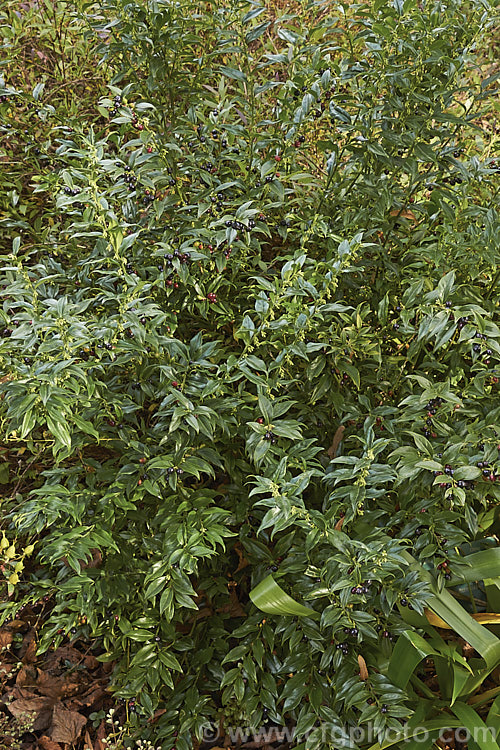Sarcococca confusa (syn. Sarcococca humilis</i>) in autumn as the fruit matures and the first flowers open. This evergreen, winter-flowering shrub, the wild origins of which are obscure, is similar in foliage and flower to the more common. Sarcococca ruscifolia. It grows to as much as 2m tall and has abundant fruit that turns from red to deep glossy black as it matures. sarcococca-2486htm'>Sarcococca. <a href='buxaceae-plant-family-photoshtml'>Buxaceae</a>.