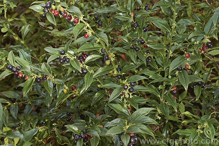 Sarcococca confusa (syn. Sarcococca humilis</i>) in autumn as the fruit matures and the first flowers open. This evergreen, winter-flowering shrub, the wild origins of which are obscure, is similar in foliage and flower to the more common. Sarcococca ruscifolia. It grows to as much as 2m tall and has abundant fruit that turns from red to deep glossy black as it matures. sarcococca-2486htm'>Sarcococca. <a href='buxaceae-plant-family-photoshtml'>Buxaceae</a>.
