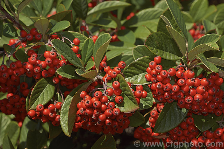 Cotoneaster frigidus 'Cornubia' (syn. Cotoneaster x watereri 'Cornubia'), a large, evergreen shrub with small white flowers in spring followed by massed clusters of bright red berries that often last well into winter or until eaten by birds 'Cornubia' is supposedly more compact than the species but can still grow to 6m high and is often wide-spreading.