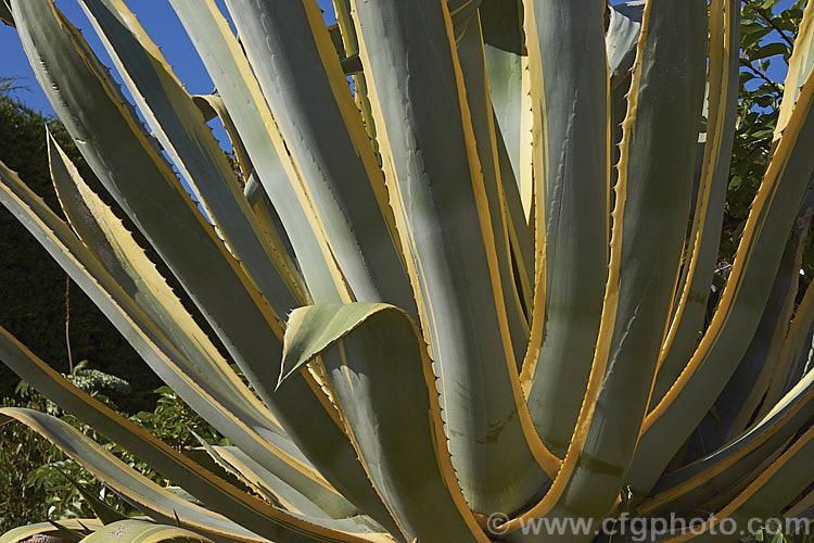 A view from slightly below of the foliage rosette of <i>Agave americana</i> 'Marginata', a variegated foliage form of a large monocarpic succulent native to eastern Mexico 'Marginata' can be recognised by the broad yellow margins of its foliage. The thick fleshy leaves are edged with fierce teeth and the flower spike can grow to over 6m tall Although given the name. Century Plant because it was though to flower once in a hundred years, the rosettes actually take around 8-15 years to mature to flowering size, after which they die, to be replaced by suckers. Order: Asparagales, Family: Asparagaceae