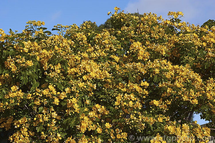 Senna corymbosa (syn. Cassia corymbosa</i>) 'John Ball', a heavy-flowering cultivar of an autumn-flowering evergreen small tree from Uruguay and Argentina. The species also occurs in the southern US, though it is possibly introduced there. senna-3304htm'>Senna.