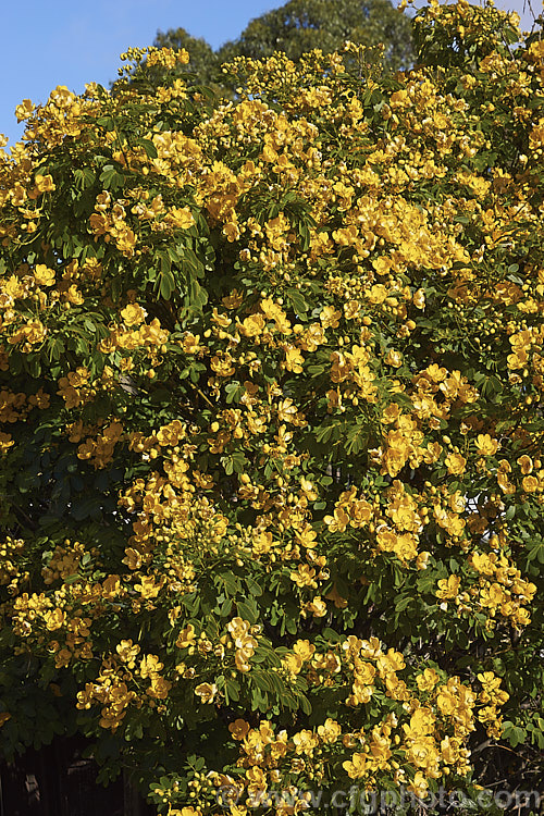 Senna corymbosa (syn. Cassia corymbosa</i>) 'John Ball', a heavy-flowering cultivar of an autumn-flowering evergreen small tree from Uruguay and Argentina. The species also occurs in the southern US, though it is possibly introduced there. senna-3304htm'>Senna.
