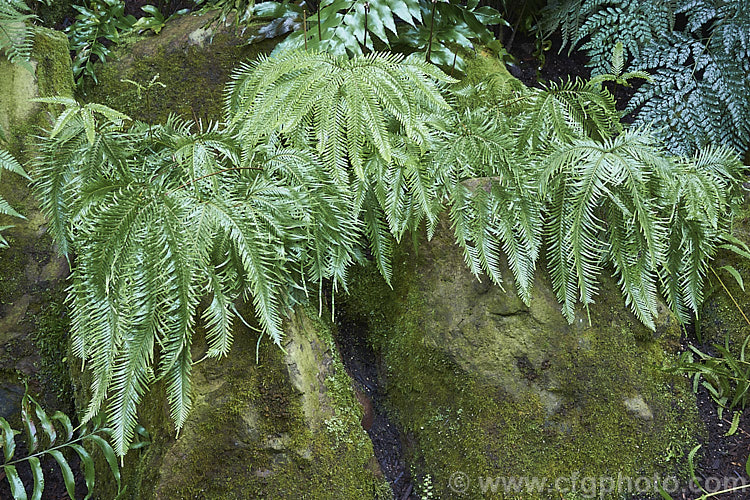 Fan Fern (<i>Sticherus flabellatus</i>), an evergreen fern native to southeastern Australia and New Zealand Its shining fronds weep somewhat, with a graceful layered effect. Order: Gleicheniales, Family: Gleicheniaceae