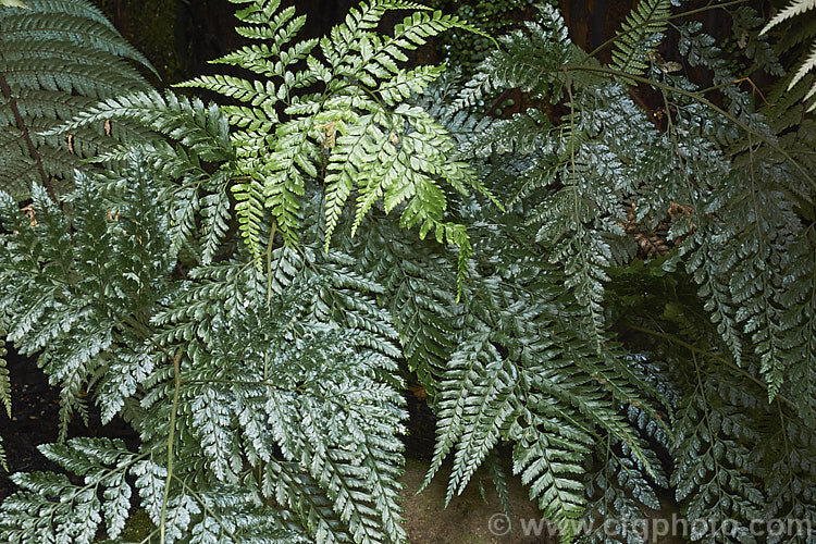Climbing Shield Fern (<i>Rumohra adiantiformis</i>), fern with strong rhizomes that can scramble up tree trunks and over low obstacles. This fern is presumed to be ancient as it has a wide natural distribution, including ecosystems that have long been isolated, such as New Zealand and the GalapagosIslands. rumohra-3267htm'>Rumohra. Order: Polypodiales, Family: Dryopteridaceae