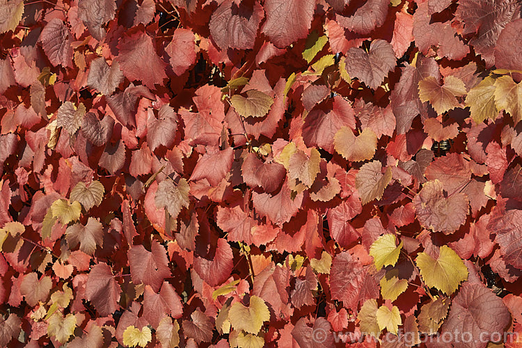 The autumn foliage of Tenturier grape (<i>Vitis vinifera 'Purpurea'), a cultivar of the common wine grape, a Eurasian deciduous vine, grown for its vivid autumn colours, as shown here.