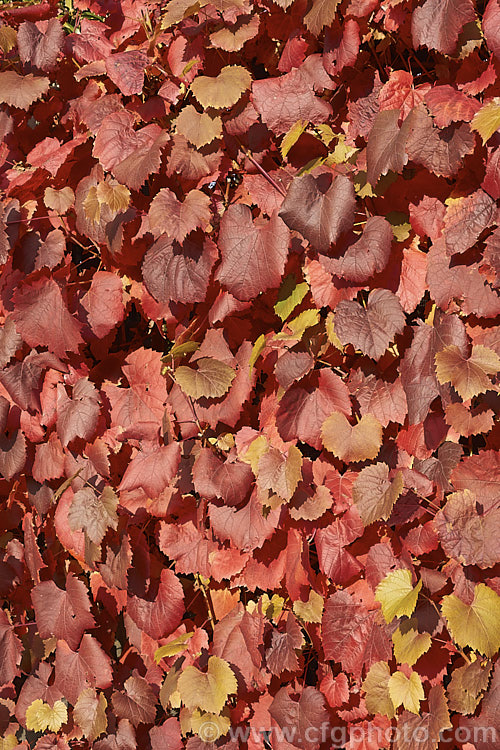 The autumn foliage of Tenturier grape (<i>Vitis vinifera 'Purpurea'), a cultivar of the common wine grape, a Eurasian deciduous vine, grown for its vivid autumn colours, as shown here.