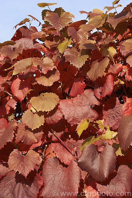 The autumn foliage of Tenturier grape (<i>Vitis vinifera 'Purpurea'), a cultivar of the common wine grape, a Eurasian deciduous vine, grown for its vivid autumn colours, as shown here.