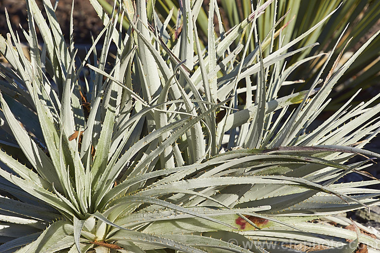 Puya venusta, a clumping terrestrial bromeliad native to Chile, where it is considered to be endangered in the wild. It blooms in summer and the flower stems are over 1m tall. The deep purple blue flowers contrast with the reddish pink of the stems and sepals. The foliage is a striking silver-grey and is edged with fierce spines