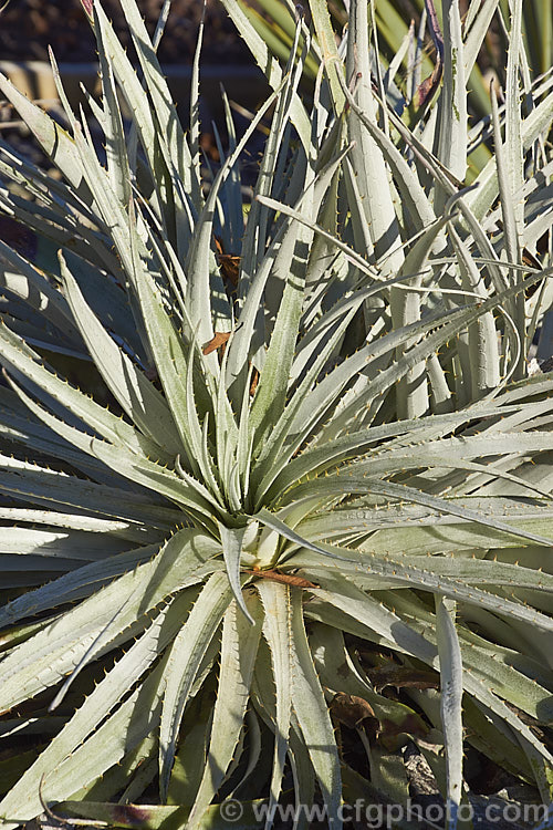 Puya venusta, a clumping terrestrial bromeliad native to Chile, where it is considered to be endangered in the wild. It blooms in summer and the flower stems are over 1m tall. The deep purple blue flowers contrast with the reddish pink of the stems and sepals. The foliage is a striking silver-grey and is edged with fierce spines
