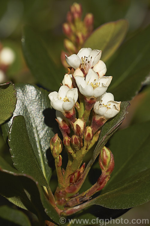 Rhaphiolepis umbellata, an evergreen shrub native to Japan and Korea. The white flowers shown here, which appear mainly in spring, are followed by open clusters of small bluish-black berries