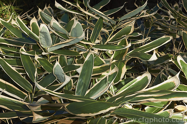 Kuma. Zasa (<i>Sasa veitchii</i>), an 80cm-15m high, slowly spreading, rhizomatous bamboo native to Japan. The dry papery edge to the foliage is normal and seen even on quite young leaves. sasa-3282htm'>Sasa. .