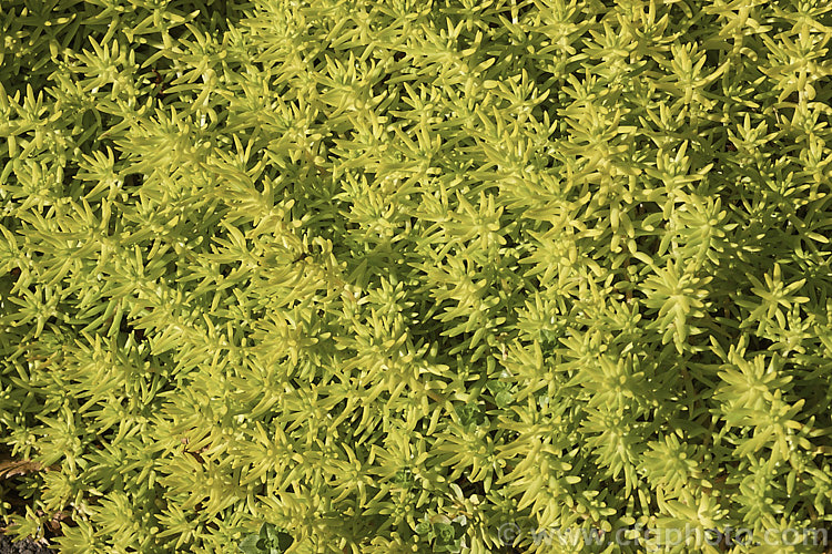Goldmoss. Stonecrop (<i>Sedum acre 'Aureum'), a yellow-green-foliaged cultivar of a low, spreading, mat-forming summer-flowering succulent native to Europe, North Africa and Turkey. Its tiny yellow flowers open from spring. sedum-2492htm'>Sedum. <a href='crassulaceae-plant-family-photoshtml'>Crassulaceae</a>.