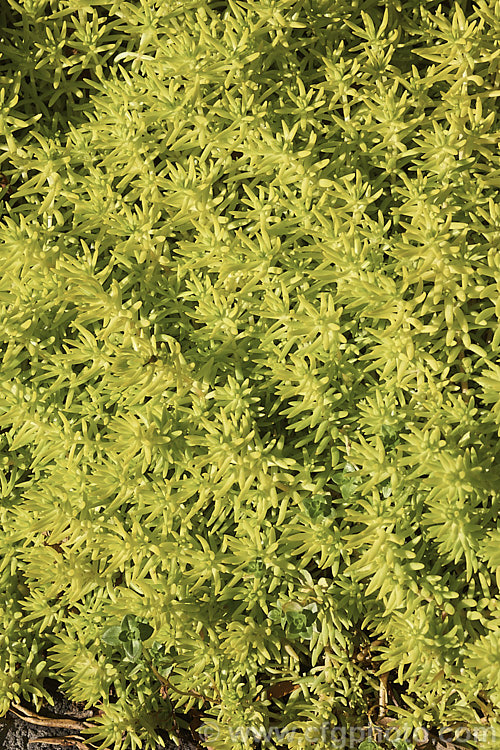 Goldmoss. Stonecrop (<i>Sedum acre 'Aureum'), a yellow-green-foliaged cultivar of a low, spreading, mat-forming summer-flowering succulent native to Europe, North Africa and Turkey. Its tiny yellow flowers open from spring. sedum-2492htm'>Sedum. <a href='crassulaceae-plant-family-photoshtml'>Crassulaceae</a>.