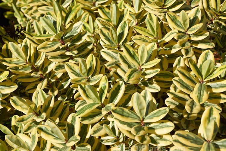 <i>Veronica x franciscana</i> (syn. <i>Hebe x franciscana</i>) 'Waireka' (<i>Veronica elliptica x Veronica speciosa</i>), a compact, heavy-flowering, variegated foliaged cultivar that grows to around 1.3m tall It is also known as 'Variegata' and flowers in early summer. Order: Lamiales, Family: Plantaginaceae