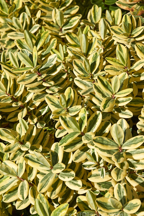 <i>Veronica x franciscana</i> (syn. <i>Hebe x franciscana</i>) 'Waireka' (<i>Veronica elliptica x Veronica speciosa</i>), a compact, heavy-flowering, variegated foliaged cultivar that grows to around 1.3m tall It is also known as 'Variegata' and flowers in early summer. Order: Lamiales, Family: Plantaginaceae