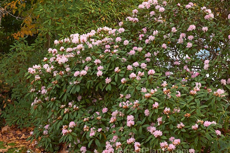 <i>Rhododendron</i> 'Christmas Cheer' (<i>Rhododendron caucasicum</i> x unknown</i>), available in several forms, sometimes under different names, this old hybrid is among the first rhododendrons to flower - in late winter to early spring. It is consequently rather prone to having its flowers damaged or destroyed by frost, though the plant itself is very hardy. Order: Ericales, Family: Ericaceae
