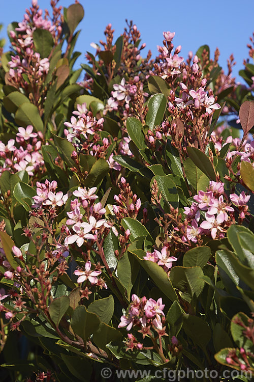 Rhaphiolepis x delacourii, this long-flowering evergreen shrub grows to around 2m high and slightly wider and is a hybrid between Rhaphiolepis indica and Rhaphiolepis umbellata