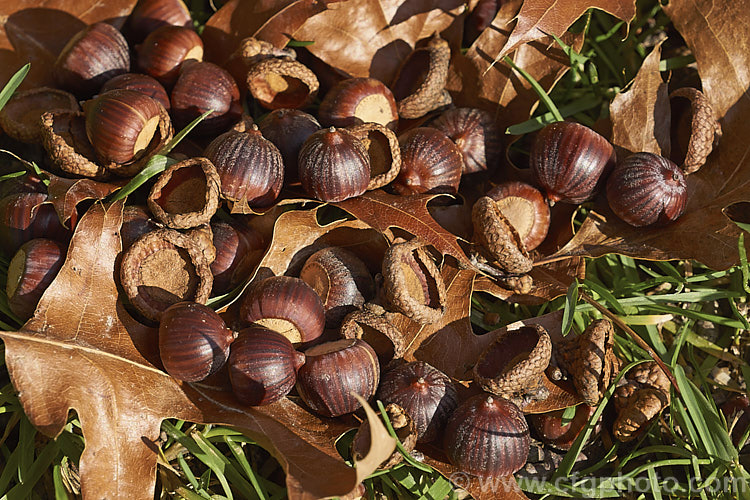 Fallen acorns, cups and foliage of the Pin Oak (<i>Quercus palustris</i>), a 20-35m tall deciduous tree native to northeast. North America. This species has a columnar habit and often colours well in autumn, turning deep red. It can be distinguished from the similar. Scarlet Oak (<i>Quercus coccinea</i>), by its small acorns, minute tufts of hairs in the forks of the veins on the undersides of its leaves and usually narrower, asymmetrical basal foliage lobes. Order: Fagales, Family: Fagaceae