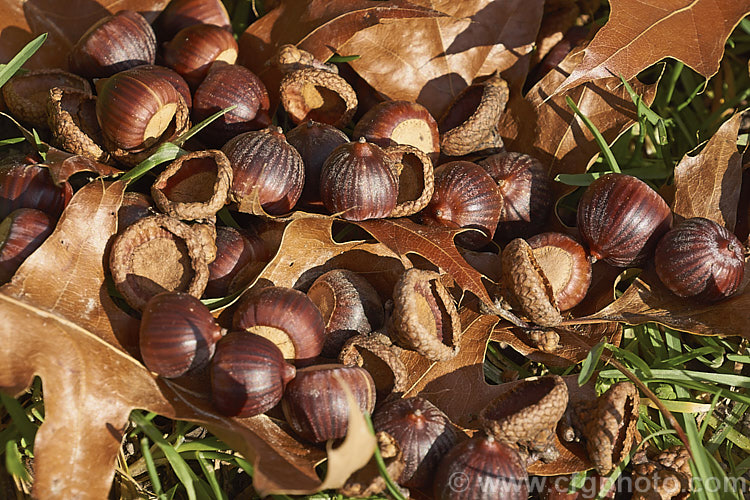 Fallen acorns, cups and foliage of the Pin Oak (<i>Quercus palustris</i>), a 20-35m tall deciduous tree native to northeast. North America. This species has a columnar habit and often colours well in autumn, turning deep red. It can be distinguished from the similar. Scarlet Oak (<i>Quercus coccinea</i>), by its small acorns, minute tufts of hairs in the forks of the veins on the undersides of its leaves and usually narrower, asymmetrical basal foliage lobes. Order: Fagales, Family: Fagaceae