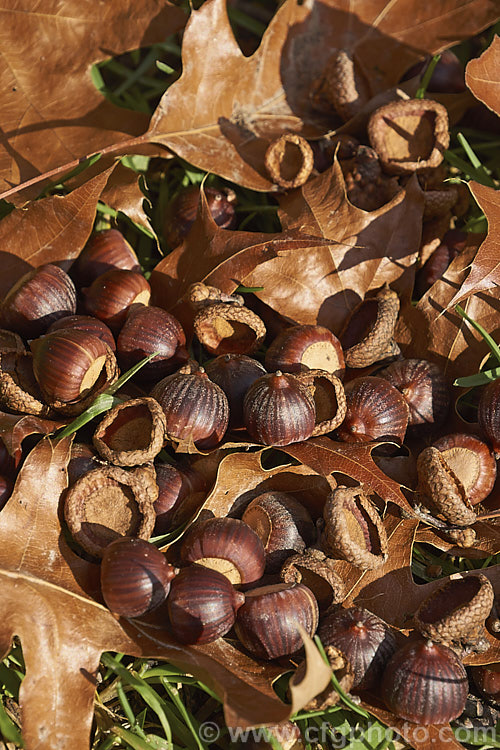 Fallen acorns, cups and foliage of the Pin Oak (<i>Quercus palustris</i>), a 20-35m tall deciduous tree native to northeast. North America. This species has a columnar habit and often colours well in autumn, turning deep red. It can be distinguished from the similar. Scarlet Oak (<i>Quercus coccinea</i>), by its small acorns, minute tufts of hairs in the forks of the veins on the undersides of its leaves and usually narrower, asymmetrical basal foliage lobes. Order: Fagales, Family: Fagaceae