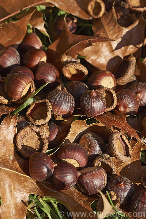 Fallen acorns, cups and foliage of the Pin Oak (<i>Quercus palustris</i>), a 20-35m tall deciduous tree native to northeast. North America. This species has a columnar habit and often colours well in autumn, turning deep red. It can be distinguished from the similar. Scarlet Oak (<i>Quercus coccinea</i>), by its small acorns, minute tufts of hairs in the forks of the veins on the undersides of its leaves and usually narrower, asymmetrical basal foliage lobes. Order: Fagales, Family: Fagaceae Fallen acorns, cups and foliage of the Pin Oak (<i>Quercus palustris</i>), a 20-35m tall deciduous tree native to northeast. North America. This species has a columnar habit and often colours well in autumn, turning deep red. It can be distinguished from the similar. Scarlet Oak (<i>Quercus coccinea</i>), by its small acorns, minute tufts of hairs in the forks of the veins on the undersides of its leaves and usually narrower, asymmetrical basal foliage lobes. Order: Fagales, Family: Fagaceae