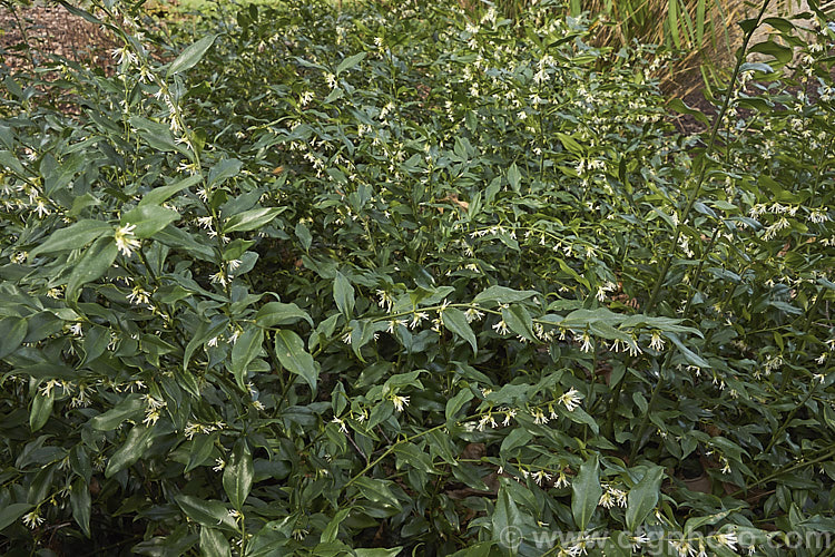 Sarcococca confusa (syn. Sarcococca humilis</i>), an evergreen, winter-flowering shrub, the wild origins of which are obscure. Similar in foliage and flower to the more common. Sarcococca ruscifolia, it grows to as much as 2m tall and has abundant fruit that turns from red to deep glossy black as it matures. sarcococca-2486htm'>Sarcococca. <a href='buxaceae-plant-family-photoshtml'>Buxaceae</a>.