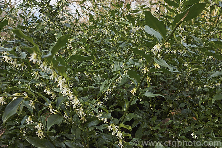 Sarcococca confusa (syn. Sarcococca humilis</i>), an evergreen, winter-flowering shrub, the wild origins of which are obscure. Similar in foliage and flower to the more common. Sarcococca ruscifolia, it grows to as much as 2m tall and has abundant fruit that turns from red to deep glossy black as it matures. sarcococca-2486htm'>Sarcococca. <a href='buxaceae-plant-family-photoshtml'>Buxaceae</a>.