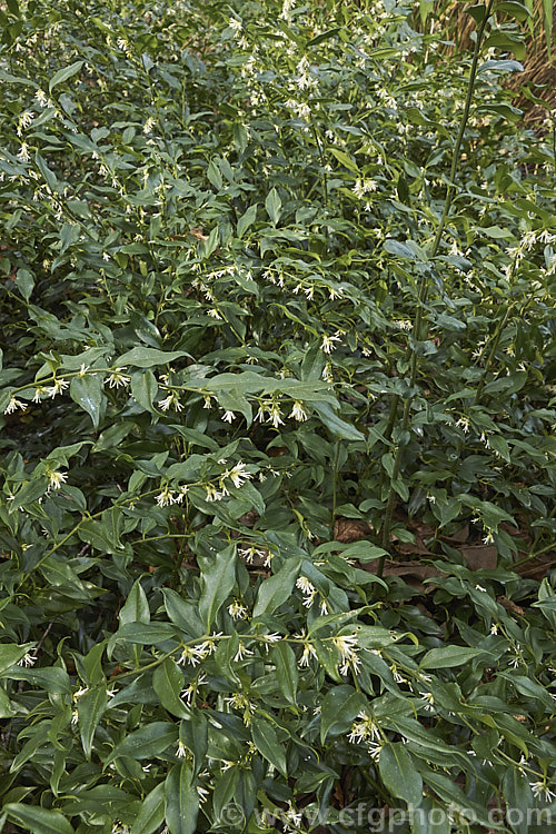 Sarcococca confusa (syn. Sarcococca humilis</i>), an evergreen, winter-flowering shrub, the wild origins of which are obscure. Similar in foliage and flower to the more common. Sarcococca ruscifolia, it grows to as much as 2m tall and has abundant fruit that turns from red to deep glossy black as it matures. sarcococca-2486htm'>Sarcococca. <a href='buxaceae-plant-family-photoshtml'>Buxaceae</a>.