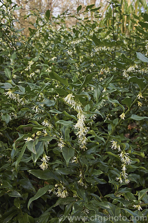 Sarcococca confusa (syn. Sarcococca humilis</i>), an evergreen, winter-flowering shrub, the wild origins of which are obscure. Similar in foliage and flower to the more common. Sarcococca ruscifolia, it grows to as much as 2m tall and has abundant fruit that turns from red to deep glossy black as it matures. sarcococca-2486htm'>Sarcococca. <a href='buxaceae-plant-family-photoshtml'>Buxaceae</a>.
