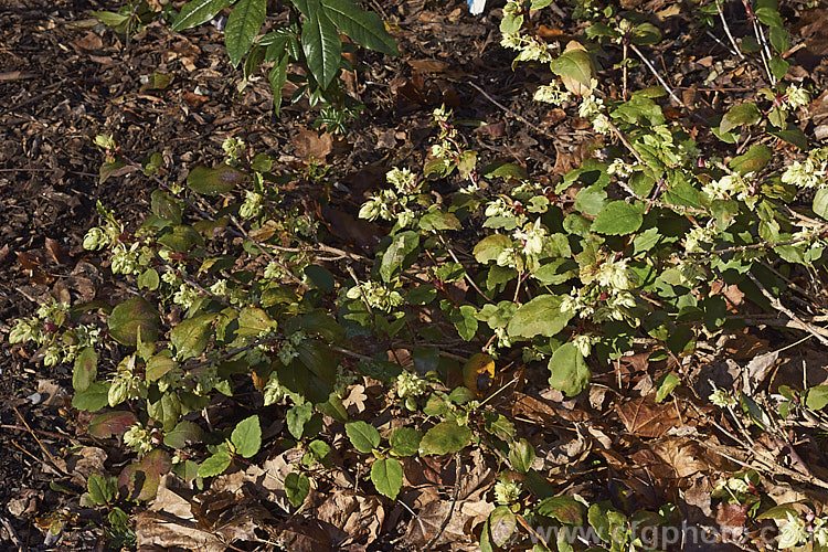 Ribes laurifolium, a sprawling, very early spring or late winter flowering evergreen shrub native to western China. This currant is usually more or less prostrate but can grow to 15m tall and over 2m wide and the flowers are followed by blackish red fruit
