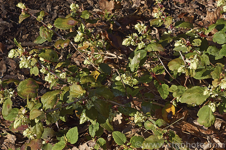 Ribes laurifolium, a sprawling, very early spring or late winter flowering evergreen shrub native to western China. This currant is usually more or less prostrate but can grow to 15m tall and over 2m wide and the flowers are followed by blackish red fruit