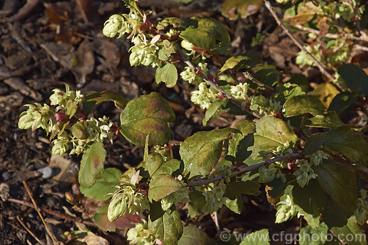 Ribes laurifolium, a sprawling, very early spring or late winter flowering evergreen shrub native to western China. This currant is usually more or less prostrate but can grow to 15m tall and over 2m wide and the flowers are followed by blackish red fruit