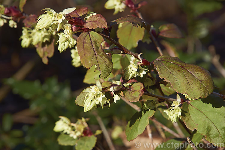 Ribes laurifolium, a sprawling, very early spring or late winter flowering evergreen shrub native to western China. This currant is usually more or less prostrate but can grow to 15m tall and over 2m wide and the flowers are followed by blackish red fruit