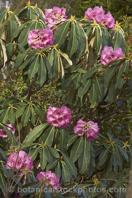 Rhododendron montroseanum, a late winter- to early spring-flowering tree-sized, grande series species from western China and northern Burma. Its flowers are usually deep pink, but the near white form flushed with deep pink is not uncommon. The flower trusses are quite large but may appear small simply because of the size of the heavily-veined leaves, which are often over 30cm long