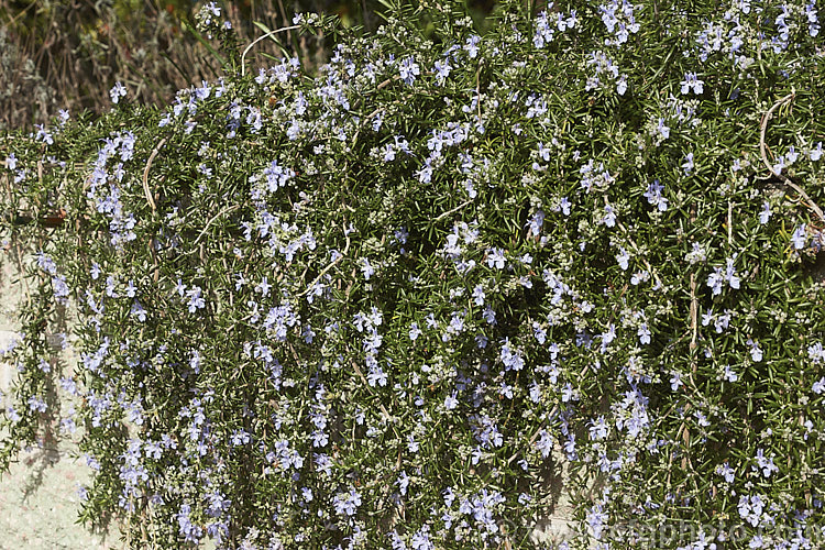 <i>Salvia rosmarinus</i> (syn. <i>Rosmarinus officinalis</i>) 'Lockwood de Forest', a prostrate rosemary cultivar with pale lavender blue flowers. Rosemary is a Mediterranean shrub, the flowers and foliage of which are used for fragrance and herbal purposes. Order: Lamiales, Family: Lamiaceae