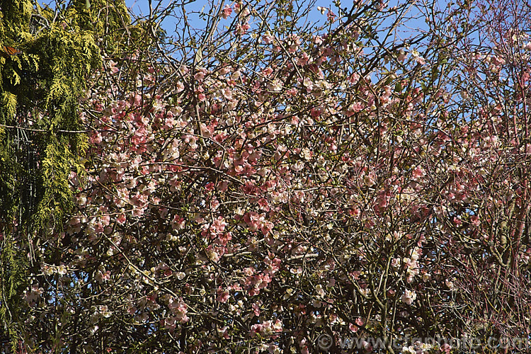 Chaenomeles speciosa 'Moerloosei', a cultivar of a species of flowering quince native to China. Its distinctive flowers open white but age to pink, creating a variable two-tone effect. chaenomeles-2423htm'>Chaenomeles.