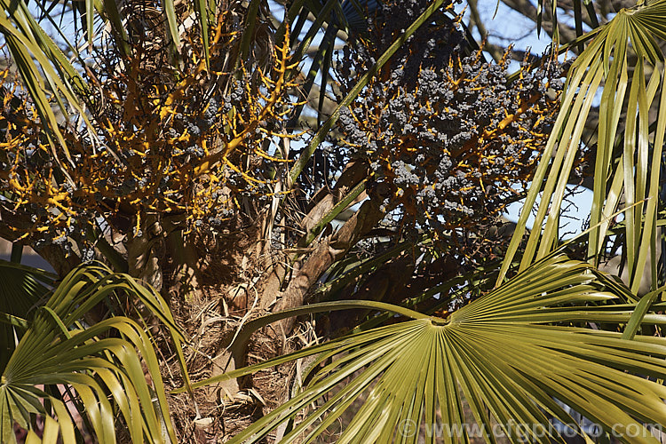 The fruits of the Chinese Windmill. Palm, Chusan. Palm or Hemp. Palm (<i>Trachycarpus fortunei</i>), a tough 10-20m tall fibrous-trunked fan palm from central and eastern China and Burma. trachycarpus-2555htm'>Trachycarpus.