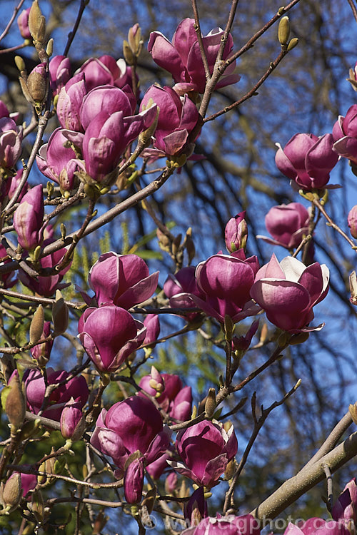 Magnolia x soulangiana 'Verbanica', this hybrid, probably. Dutch, has rather fragrant flowers with a strong blush of purple pink. Despite its good colour, scent and compact habit, it is not common. Order: Magnoliales, Family: Magnoliaceae