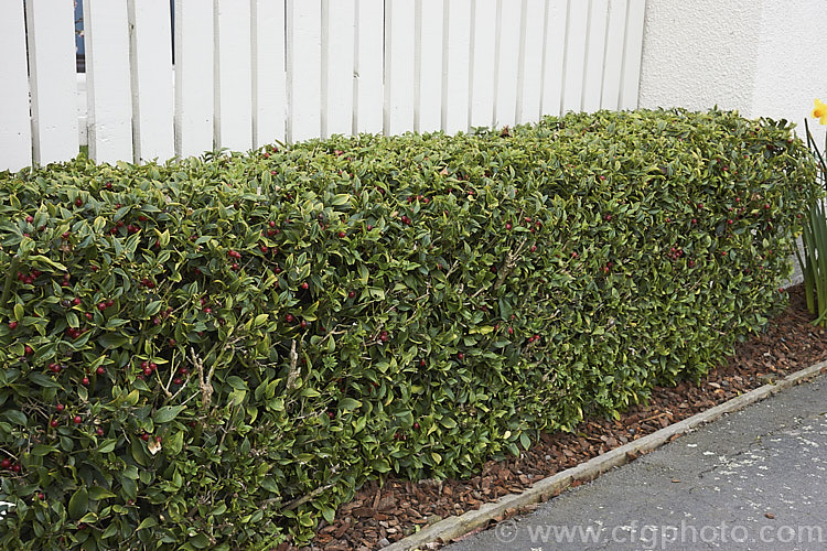 Sweet Box (<i>Sarcococca ruscifolia</i>) grown as a low, tightly trimmed hedge. This spreading, suckering evergreen shrub is native to western China and Tibet. The small white flowers open from midwinter; they are sweetly scented and followed by long-lasting red drupes. It is valued as a garden plant for its ability to tolerate dry shade. sarcococca-2486htm'>Sarcococca. <a href='buxaceae-plant-family-photoshtml'>Buxaceae</a>.
