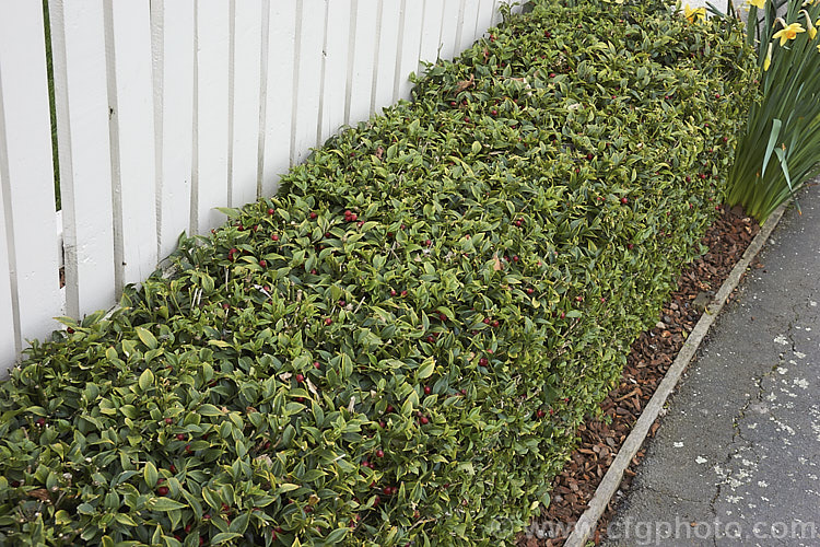 Sweet Box (<i>Sarcococca ruscifolia</i>) grown as a low, tightly trimmed hedge. This spreading, suckering evergreen shrub is native to western China and Tibet. The small white flowers open from midwinter; they are sweetly scented and followed by long-lasting red drupes. It is valued as a garden plant for its ability to tolerate dry shade. sarcococca-2486htm'>Sarcococca. <a href='buxaceae-plant-family-photoshtml'>Buxaceae</a>.