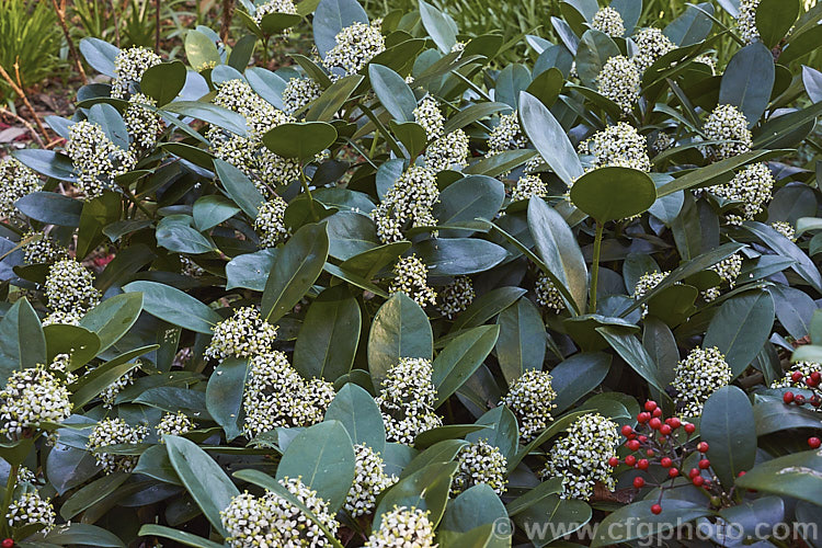 Skimmia japonica 'Veitchii' in flower, a compact, heavy-flowering and fruiting female cultivar of an evergreen shrub from China and Japan 'Veitchii' is not self-fertile and requires a male plant for pollination