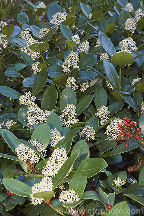 Skimmia japonica 'Veitchii' in flower, a compact, heavy-flowering and fruiting female cultivar of an evergreen shrub from China and Japan 'Veitchii' is not self-fertile and requires a male plant for pollination