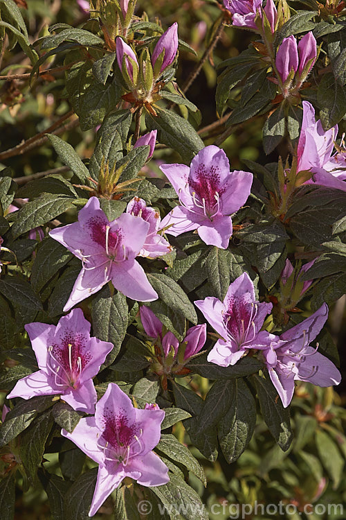 Big. Sepal. Azalea (<i>Rhododendron macrosepalum</i>), an early spring-flowering species native to Japan. It is one of the parents of the garden evergreen azaleas and has itself produced several cultivars, such as the very narrow-petalled 'Linearifolium'. It usually seen as a bush around 1m tall x 15m wide
