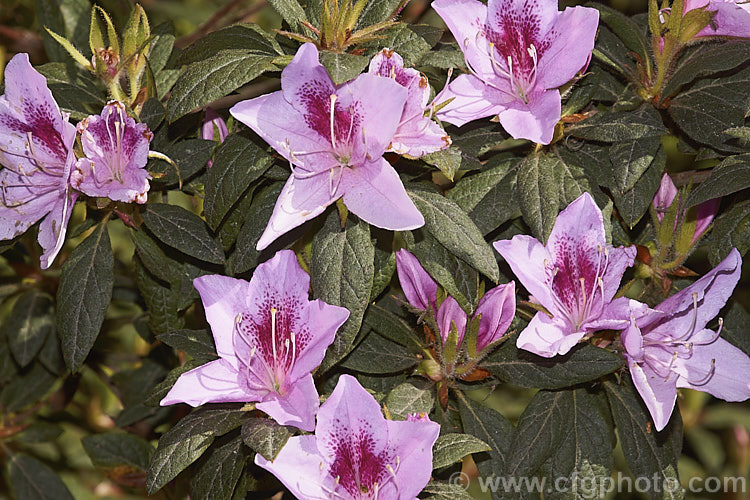 Big. Sepal. Azalea (<i>Rhododendron macrosepalum</i>), an early spring-flowering species native to Japan. It is one of the parents of the garden evergreen azaleas and has itself produced several cultivars, such as the very narrow-petalled 'Linearifolium'. It usually seen as a bush around 1m tall x 15m wide