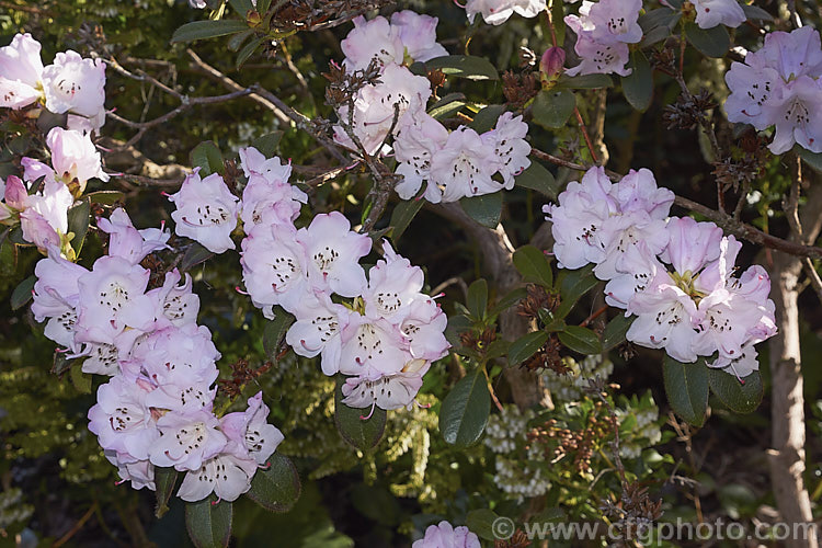 Rhododendron ciliatum, an evergreen, spring-flowering. Himalayan shrub that grows to around 2m tall Although inclined to be a rather open and sometimes untidy bush, it was quite widely used in developing. British hybrids from the mid-19th to mid-20th centuries