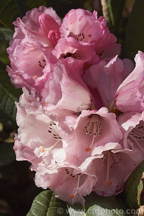 Rhododendron montroseanum, a late winter- to early spring-flowering tree-sized, grande series species from western China and northern Burma. Its flowers are usually deep pink, but the near white form flushed with deep pink is not uncommon. The flower trusses are quite large but may appear small simply because of the size of the heavily-veined leaves, which are often over 30cm long